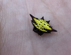 Gasteracantha sauteri