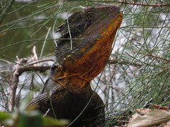 Intellagama lesueurii lesueurii