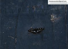 Limenitis moltrechti