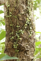 Dischidia chinensis