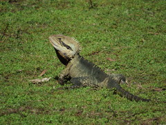 Intellagama lesueurii lesueurii