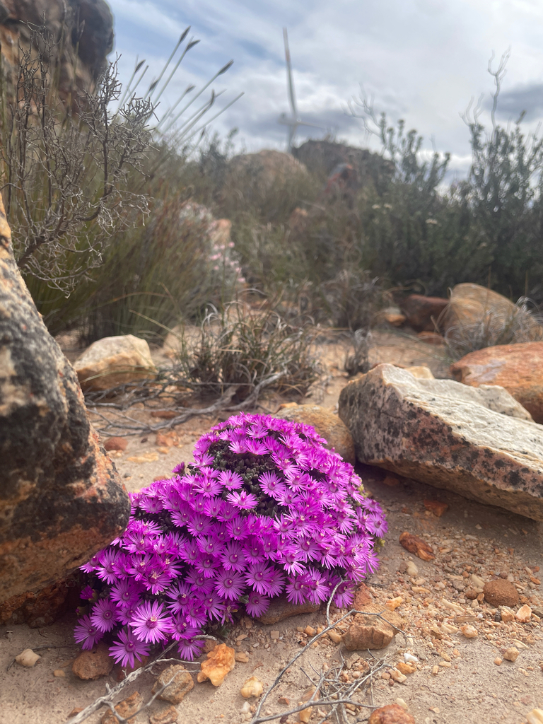 Antimima wittebergensis, Laingsburg, Western Cape, ZA