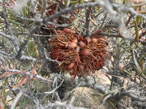 Patentleaf Sugarbush (Protea humiflora)