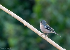 Fringilla coelebs africana
