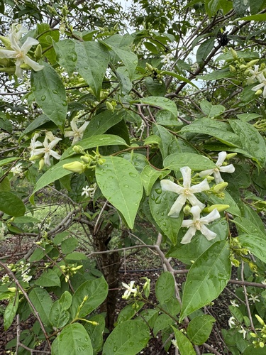 Wrightia pubescens observed 2025-11-11