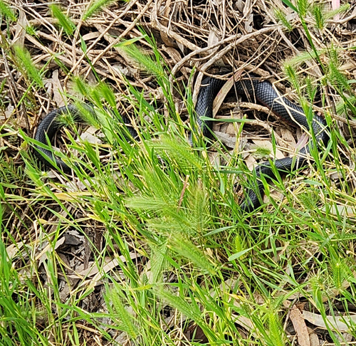 Red-bellied Black Snake sighting