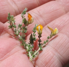 Aspalathus aristifolia