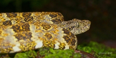 Bothrops taeniatus