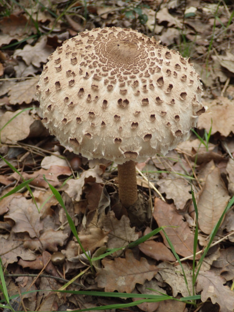 Macrolepiota procera · November 2025 · photo: © perebarnola (iNaturalist, cc-by-nc-sa)