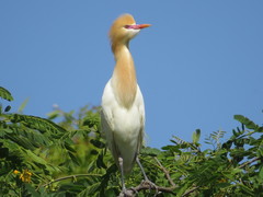 Bubulcus ibis