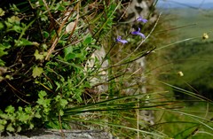 Lobelia erinus