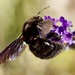 Violet Carpenter Bee - Photo (c) gianfrs, some rights reserved (CC BY-NC-ND)