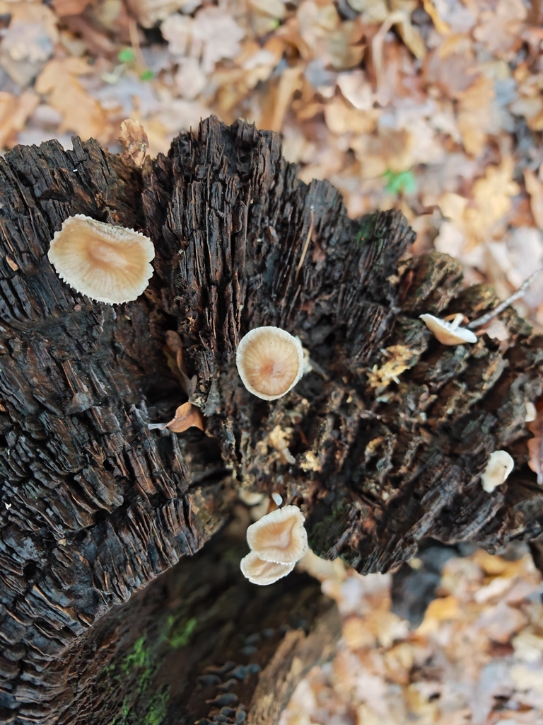 Mycena inclinata · November 2025 · photo: © p_andrey (iNaturalist, cc-by-nc)