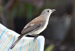 Grey Shrikethrush photo 5