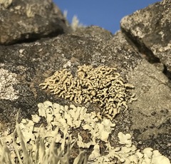 Lecanora phryganitis