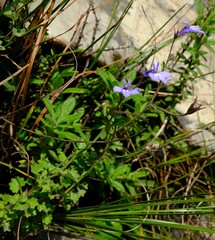 Lobelia erinus