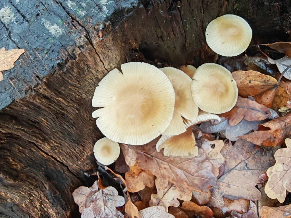 Mycena galericulata · November 2025 · photo: © p_andrey (iNaturalist, cc-by-nc)
