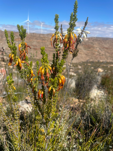 Blackrim Heath (Erica melastoma)