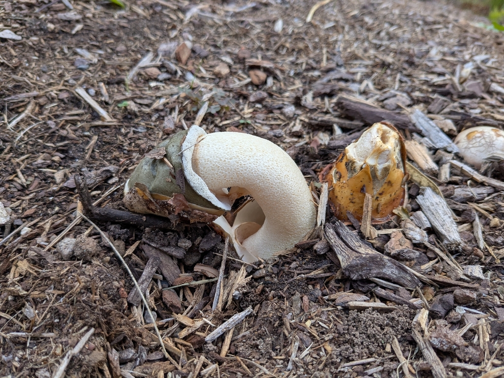 Phallus ravenelii · November 2025 · photo: © jessbu (iNaturalist, cc0)