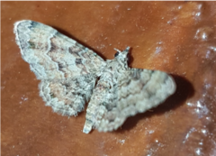 Gymnoscelis lophopus