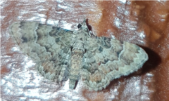 Gymnoscelis lophopus