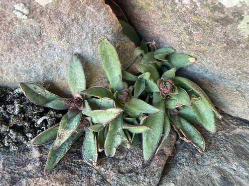 Crassula brachystachya