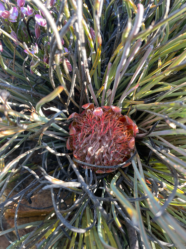 Roll-leaf Sugarbush (Protea revoluta)