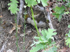 Arabis planisiliqua