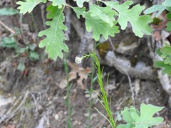 Arabis planisiliqua