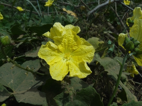Sponge Gourd