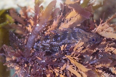 Notoclinus compressus