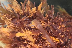 Notoclinus compressus