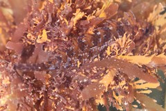 Notoclinus compressus
