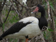 Anseranas semipalmata