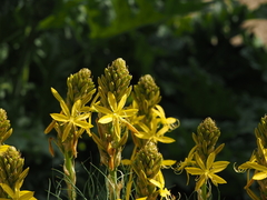 Asphodeline