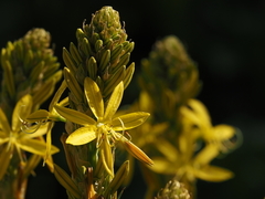 Asphodeline