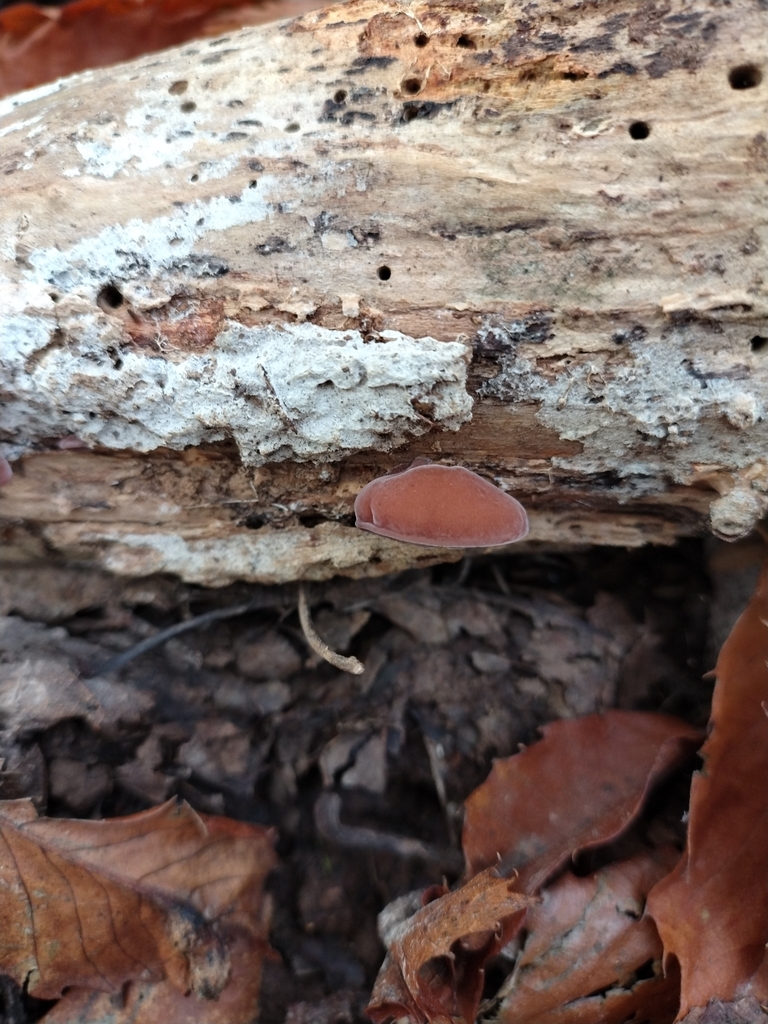 Auricularia auricula-judae · November 2025 · photo: © chrisprocter (iNaturalist, cc-by)