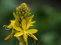 Asphodeline