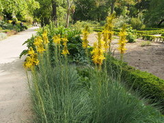 Asphodeline