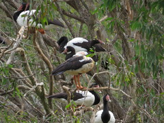 Anseranas semipalmata