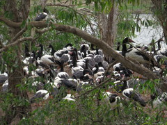 Anseranas semipalmata