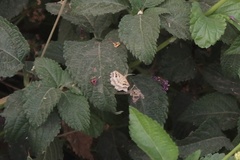 Isturgia disputaria