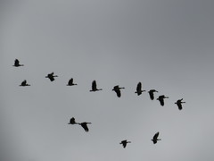 Anseranas semipalmata