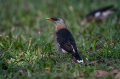 Acridotheres leucocephalus
