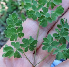 Thalictrum tuberosum
