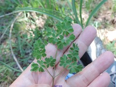 Thalictrum tuberosum