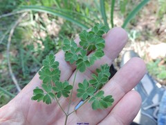 Thalictrum tuberosum