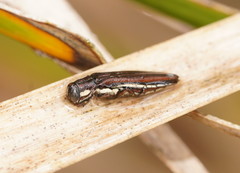 Agrilus hypoleucus