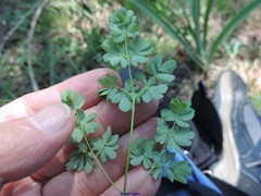 Thalictrum tuberosum
