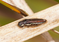 Agrilus hypoleucus